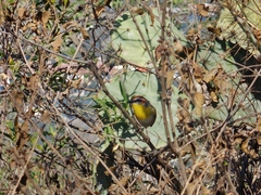 Basileuterus rufifrons