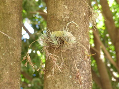Tillandsia loliacea