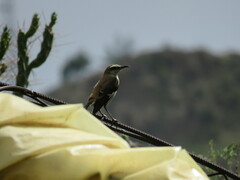 Mimus dorsalis