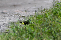 Ramphocelus flammigerus icteronotus