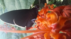 Pyrrhopyge