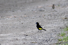 Ramphocelus flammigerus icteronotus