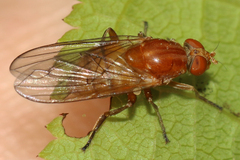 Brachyopa testacea