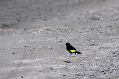 Ramphocelus flammigerus icteronotus