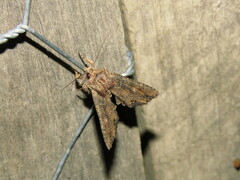 Paradromulia ambigua