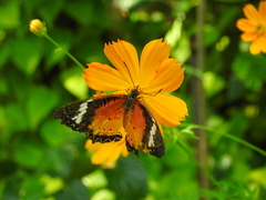 Cosmos sulphureus