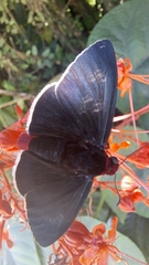 Pyrrhopyge