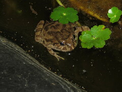 Pleurodema cinereum