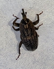 Sphenophorus apicalis