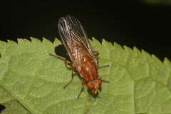 Brachyopa testacea