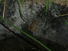 Pleurodema cinereum