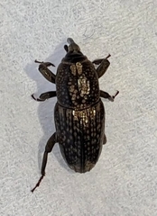 Sphenophorus apicalis