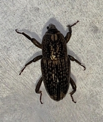 Sphenophorus apicalis