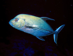 Caranx lugubris