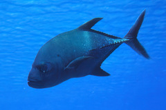 Caranx lugubris