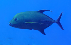 Caranx lugubris