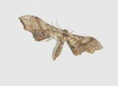 Epipleminae