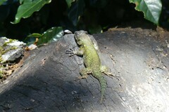 Sceloporus malachiticus