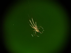 Tylorida