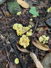 Cotylidia aurantiaca