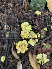 Cotylidia aurantiaca