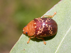 Paropsis aspera