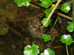 Pleurodema cinereum