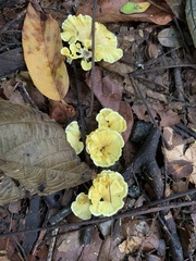 Cotylidia aurantiaca