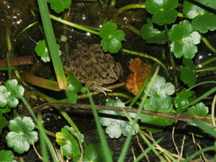 Pleurodema cinereum