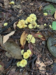 Cotylidia aurantiaca