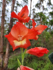 Gladiolus × hortulanus