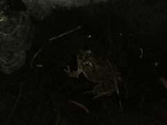 Pleurodema cinereum