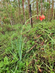 Gladiolus × hortulanus