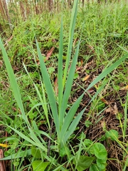 Gladiolus × hortulanus