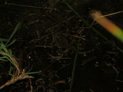 Pleurodema cinereum