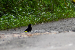 Ramphocelus flammigerus icteronotus