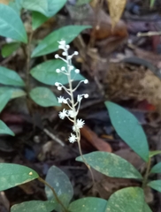 Sciaphila albescens