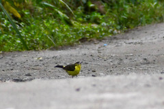 Ramphocelus flammigerus icteronotus