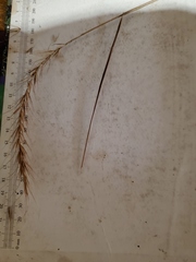 Elymus riparius