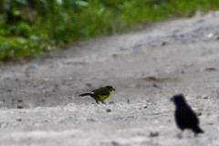 Ramphocelus flammigerus icteronotus