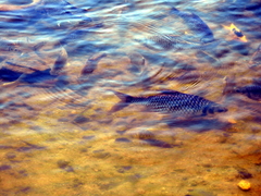 Barbonymus gonionotus