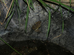 Pleurodema cinereum