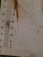 Elymus riparius
