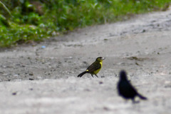 Ramphocelus flammigerus icteronotus