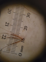 Elymus riparius