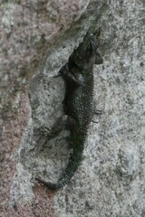 Sceloporus malachiticus