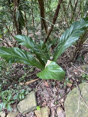 Anthurium crenatum