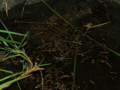 Pleurodema cinereum