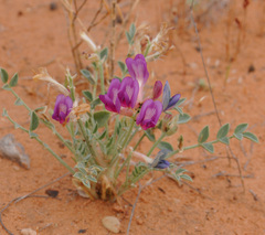 Astragalus amphioxys