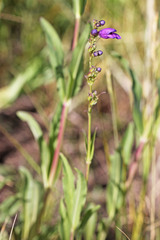 Penstemon strictus